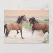Onaqui Wild Horses Postkarte (Vorderseite)