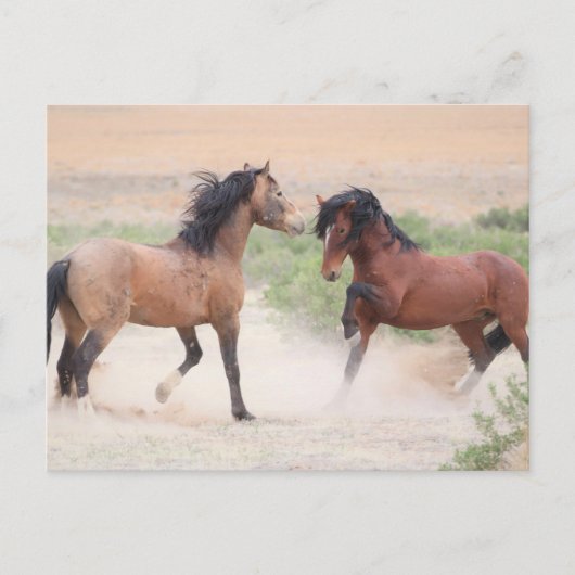 Onaqui Wild Horses Postkarte (Vorderseite)
