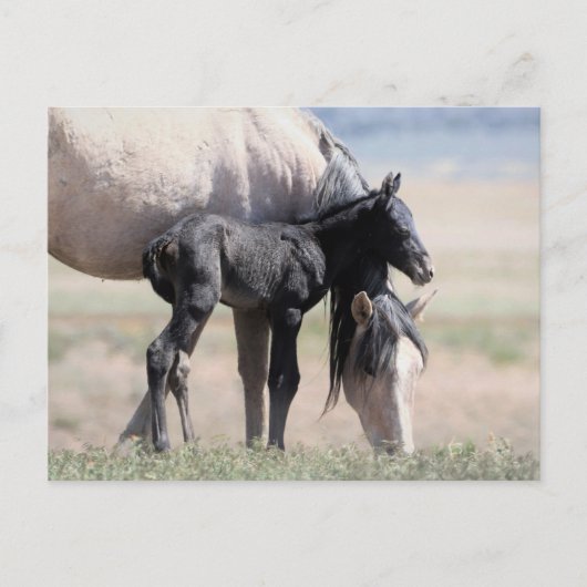 Onaqui Wild Horses Postkarte (Vorderseite)