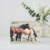 Onaqui Wild Horses Postkarte (Stehend Vorderseite)