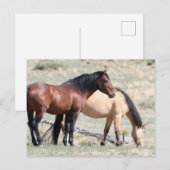 Onaqui Wild Horses Postkarte (Vorne/Hinten)