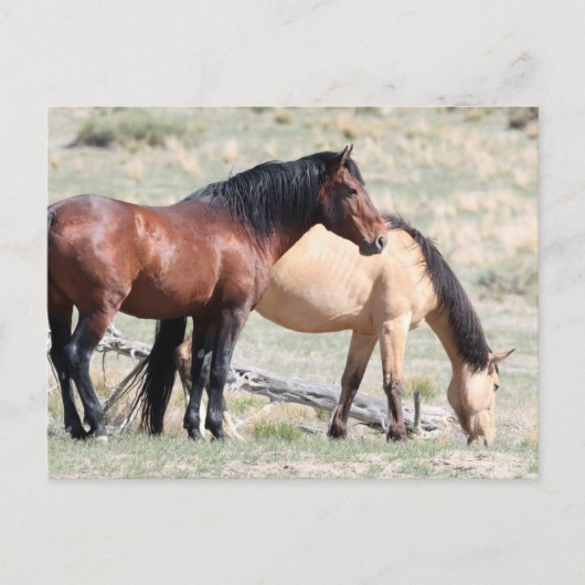 Onaqui Wild Horses Postkarte (Vorderseite)