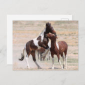 Onaqui Wild Horses Postkarte (Vorne/Hinten)