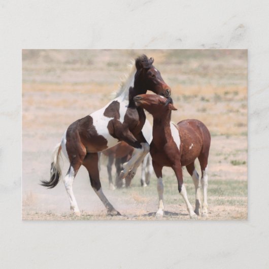 Onaqui Wild Horses Postkarte (Vorderseite)