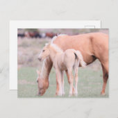 Onaqui Wild Horses Postkarte (Vorne/Hinten)