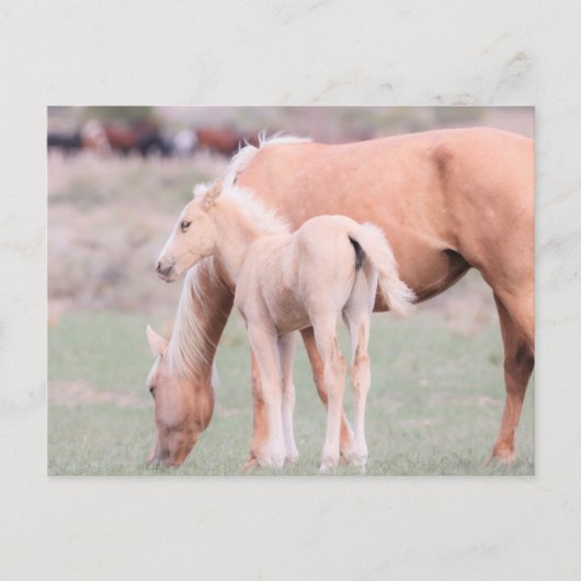 Onaqui Wild Horses Postkarte (Vorderseite)
