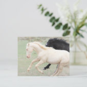 Onaqui Wild Horses Postkarte (Stehend Vorderseite)