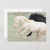 Onaqui Wild Horses Postkarte (Vorne/Hinten)