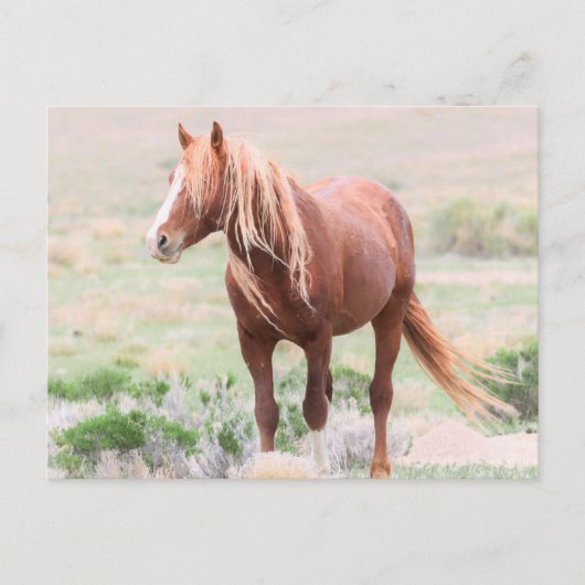 Onaqui Wild Horses Postkarte (Vorderseite)
