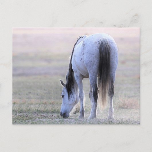 Onaqui Wild Horses Postkarte (Vorderseite)