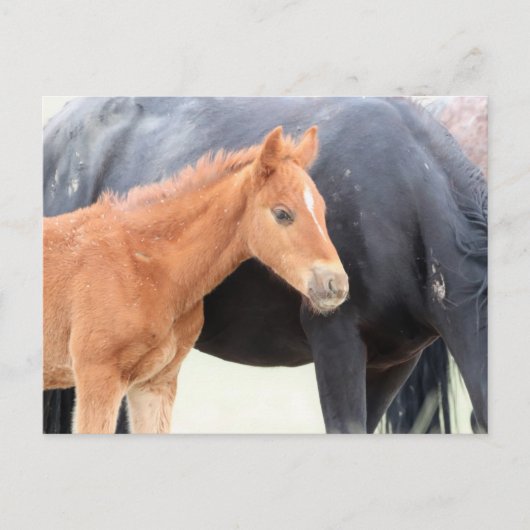 Onaqui Wild Horses Postkarte (Vorderseite)