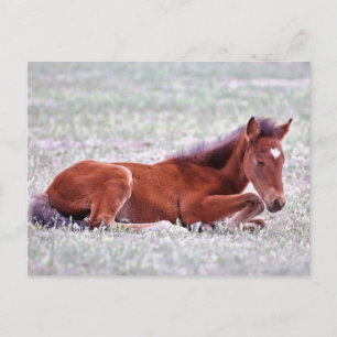 Onaqui Wild Horses Postkarte