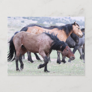 Onaqui Wild Horses Postkarte