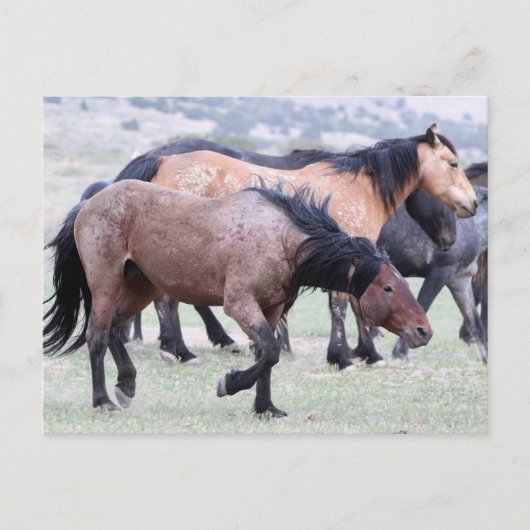 Onaqui Wild Horses Postkarte (Vorderseite)