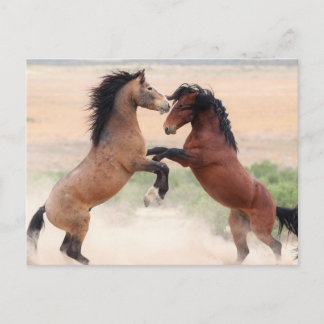Onaqui Wild Horses Postkarte
