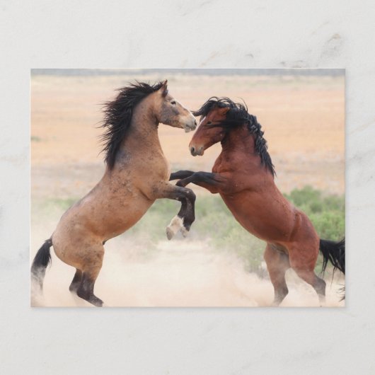 Onaqui Wild Horses Postkarte (Vorderseite)