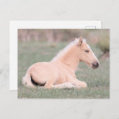 Onaqui Wild Horses Postkarte (Vorne/Hinten)