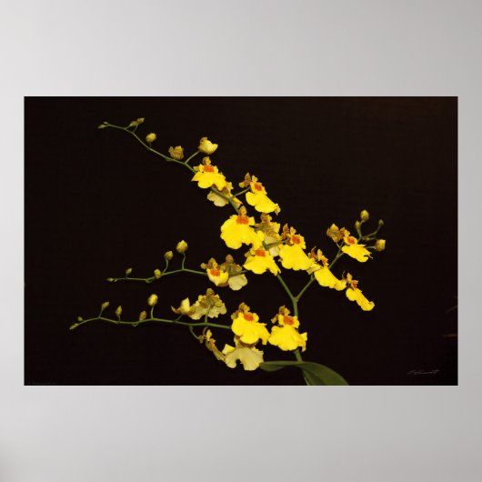 Onc Yellow Orchid Art Poster -60x40 - oder kleiner (Vorne)