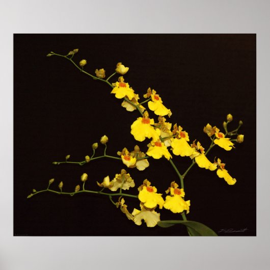 Onc Yellow Orchid Art Print -24x20 - oder kleiner Poster (Vorne)