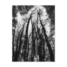 Once upon a time in the woods