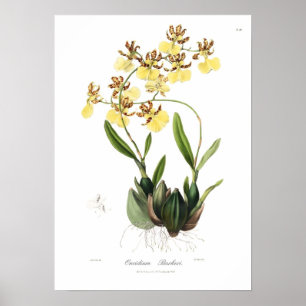 Oncidium Barkeri Poster