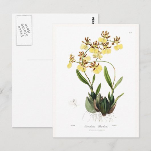 Oncidium Barkeri Postkarte (Vorne/Hinten)