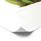 Oncidium bellerii poster (Ecke)