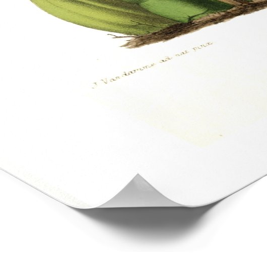 Oncidium bellerii poster (Ecke)