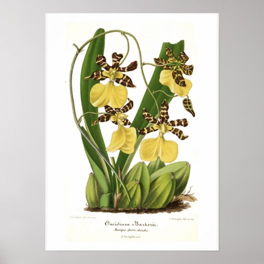 Oncidium bellerii poster (Vorne)