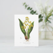 Oncidium cavendishianum postkarte (Stehend Vorderseite)