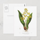 Oncidium cavendishianum postkarte (Vorne/Hinten)