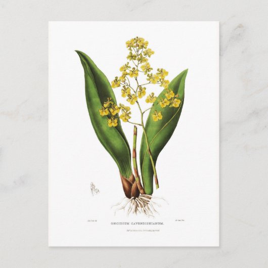 Oncidium cavendishianum postkarte (Vorderseite)