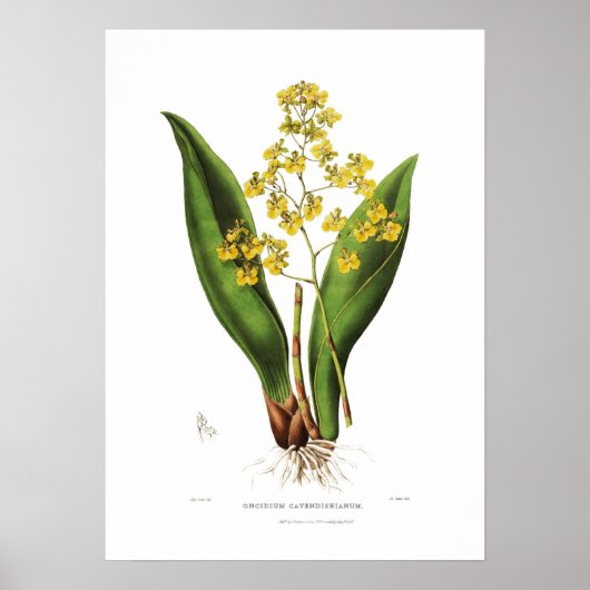 Oncidium cavendishianum von Miss S A Drake. Poster (Vorne)