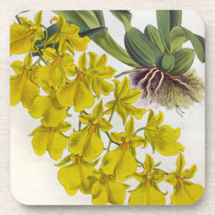 Oncidium Concolor Vintag Lindenia Orchio Getränkeuntersetzer