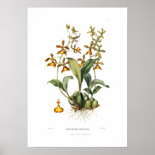 Oncidium insleayi durch Fräulein Drake Poster