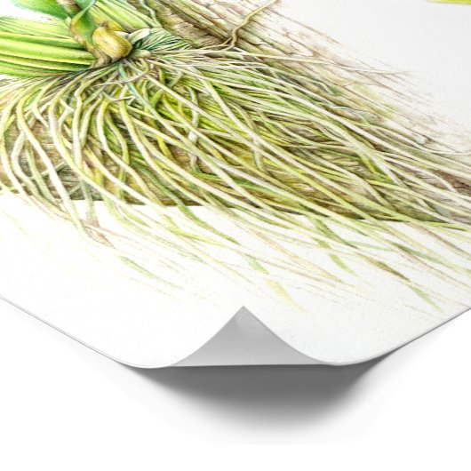 Oncidium Leucochilum Frische Pasta machen Poster (Ecke)