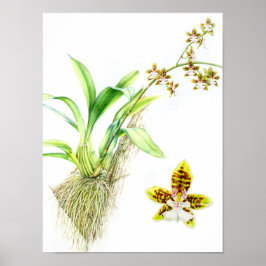 Oncidium Leucochilum Frische Pasta machen Poster
