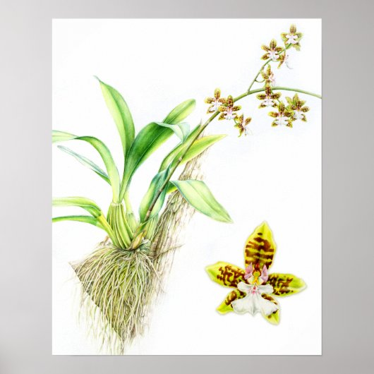 Oncidium Leucochilum Frische Pasta machen Poster (Vorne)