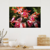 Oncidium Orchid - Augapfel Poster (Küche)