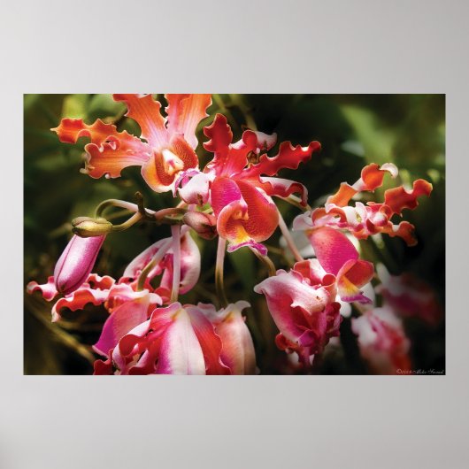 Oncidium Orchid - Augapfel Poster (Vorne)