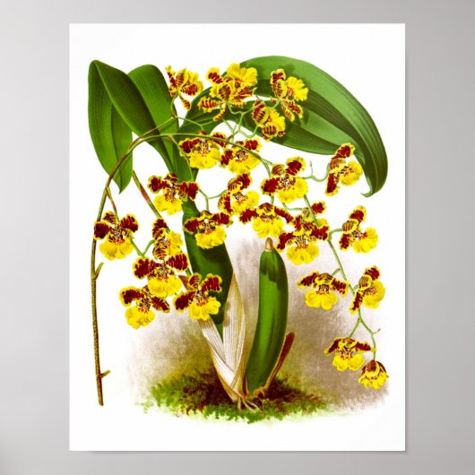 Oncidium Orchid gelbe Blumen Orchideenprint Nr. 6 Poster (Vorne)