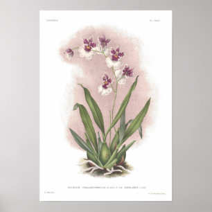Oncidium phalaenopsis poster