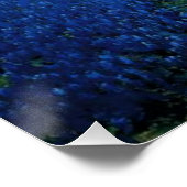 Onderdonk - Bluebonnet Field, Poster (Ecke)