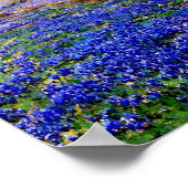 Onderdonk - Bluebonnets bei Twilight Poster (Ecke)