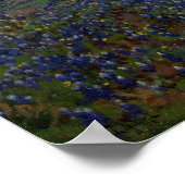 Onderdonk - Bluebonnets-Feld 1920 Poster (Ecke)