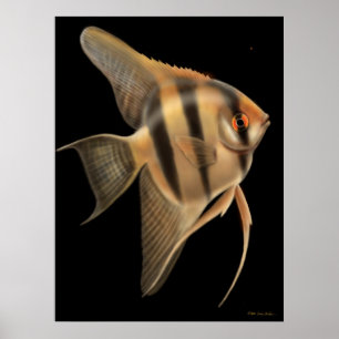 One Big Angelfish Print Poster