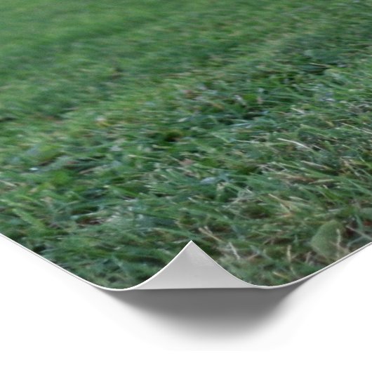 "One Leged Pose", Rooster Poster (Ecke)