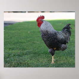 "One Leged Pose", Rooster Poster