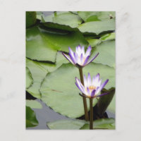 One/Lotus Blooms All-Occasion Greetings