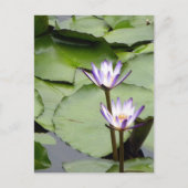 One/Lotus Blooms All-Occasion Greetings Postkarte (Vorderseite)